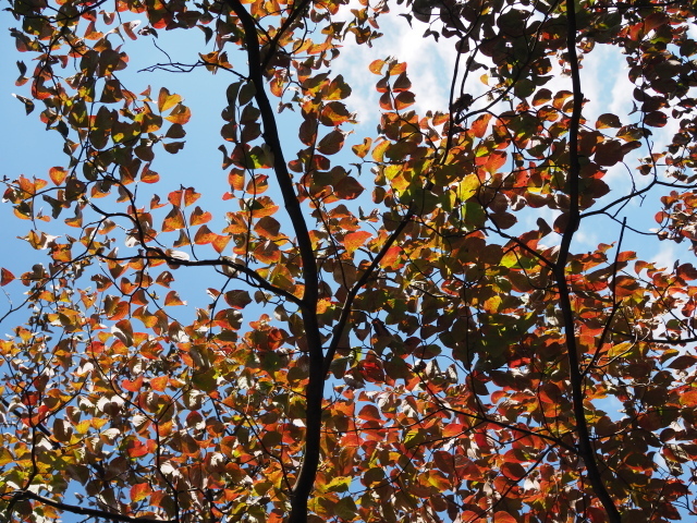 PA210477.jpg